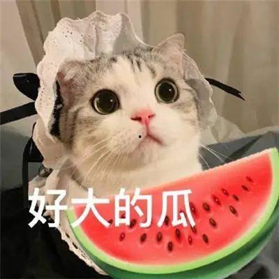 娱乐吃瓜酱寝室,揭秘校园里的欢乐八卦圈