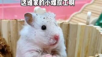 鼠鼠娱乐吃瓜