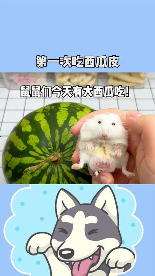 鼠鼠娱乐吃瓜
