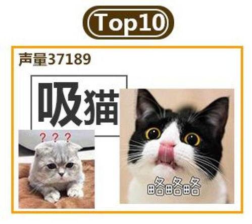 娱乐吃瓜猫金星,娱乐圈的麻辣吃瓜猫，揭秘幕后风云