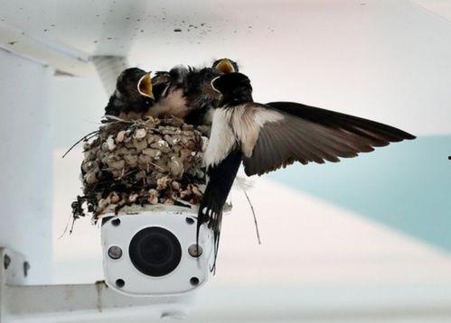 娱乐吃瓜009老燕子