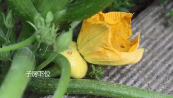 吃娱乐瓜的群,揭秘吃瓜群里的那些事儿